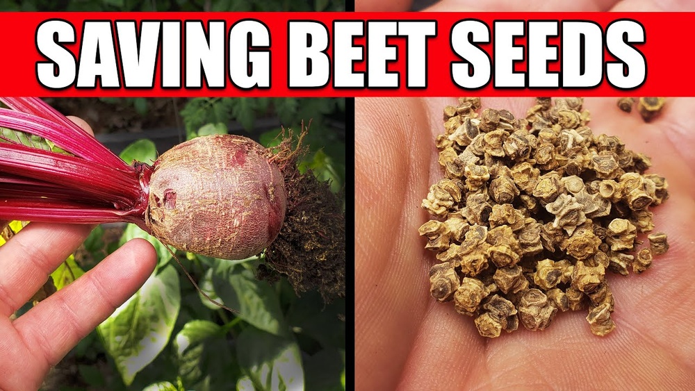 How to Harvest Beet Seeds