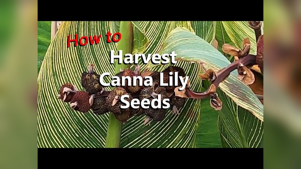 How to Harvest Canna Seeds