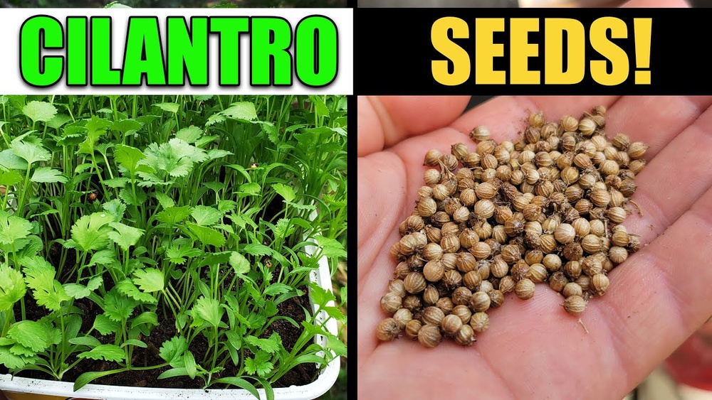 how to harvest cilantro seeds