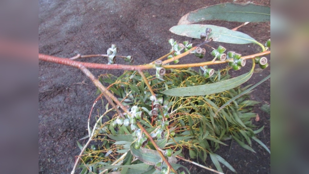 how to harvest eucalyptus seeds