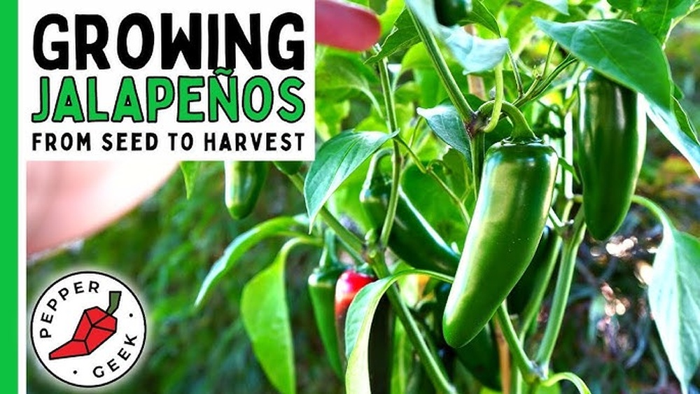 How to Harvest Jalapeno Seeds
