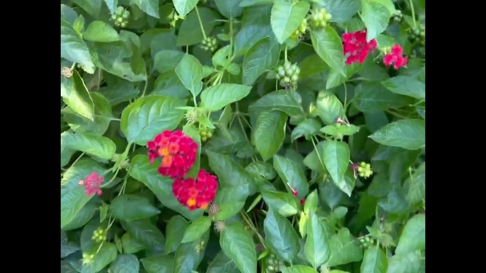 How to Harvest Lantana Seeds