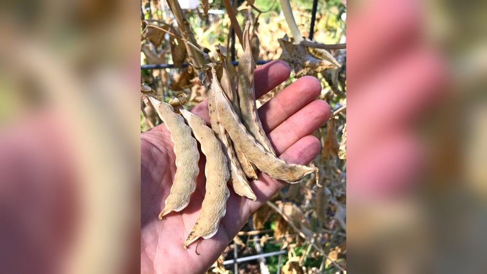 How to Harvest Peas for Seed