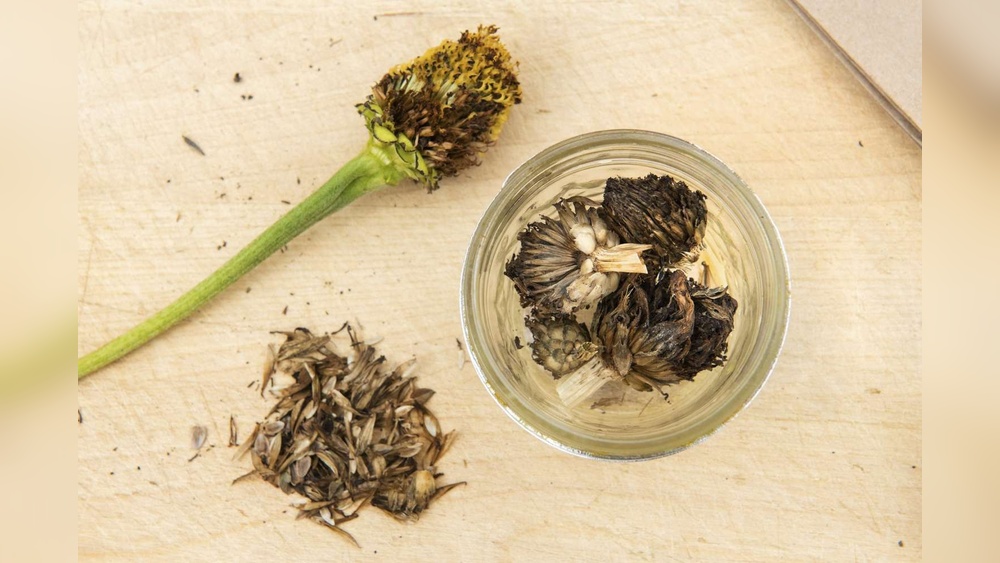 how to harvest zinnia seeds