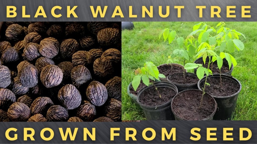How to Plant a Black Walnut Seed