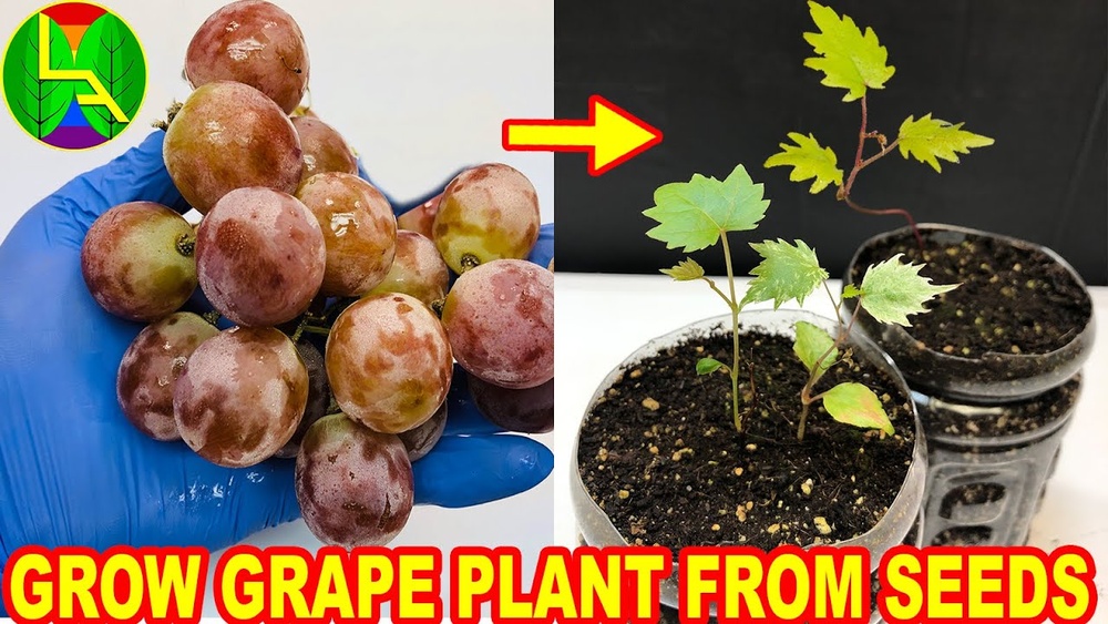 How to Plant a Grape Seed