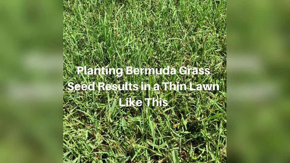 How to Plant Bermuda Grass Seed