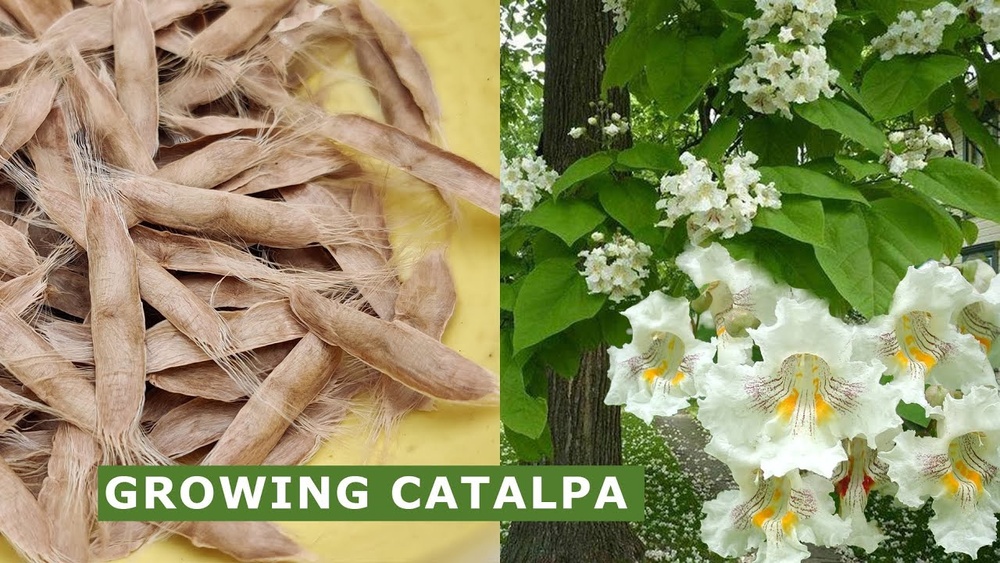 how to plant catalpa seeds