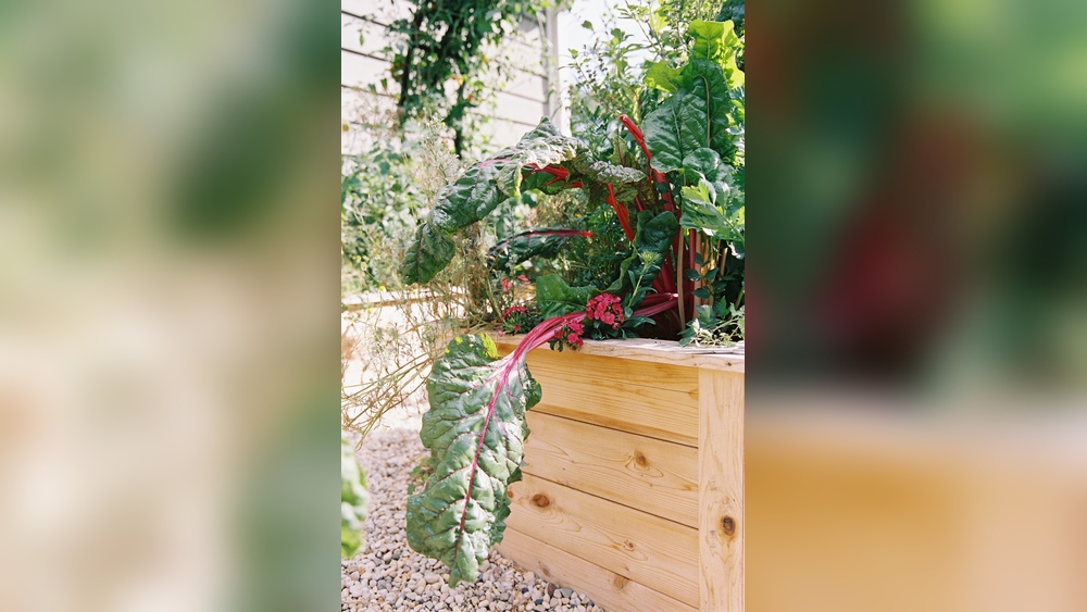 how to plant chard seeds