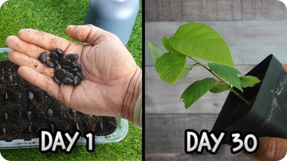 how to plant cherimoya seeds