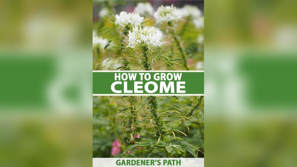 How to Plant Cleome Seeds
