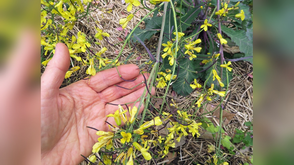 how to plant collard seeds