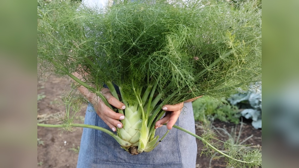 How to Plant Fennel Seeds