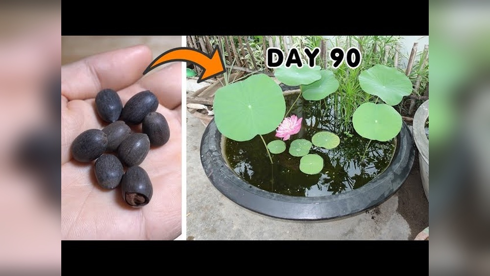 how to plant lotus seeds