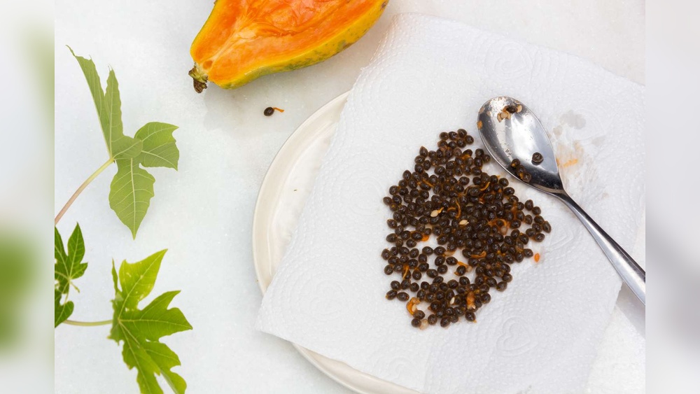 how to plant papaya seeds