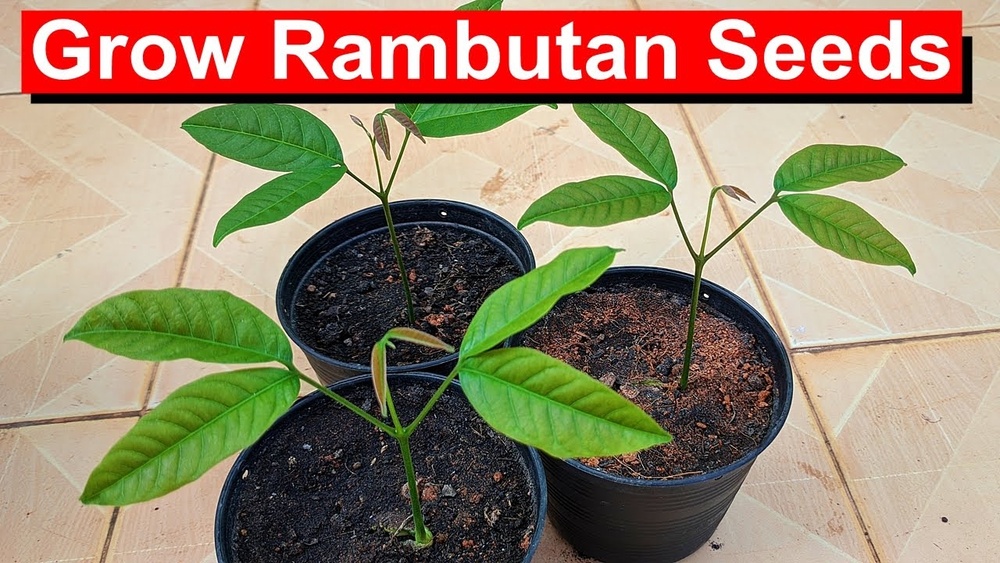 How to Plant Rambutan from Seeds