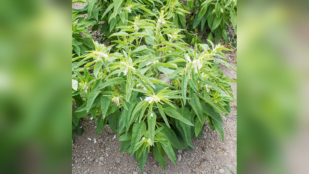 How to Plant Sesame Seeds