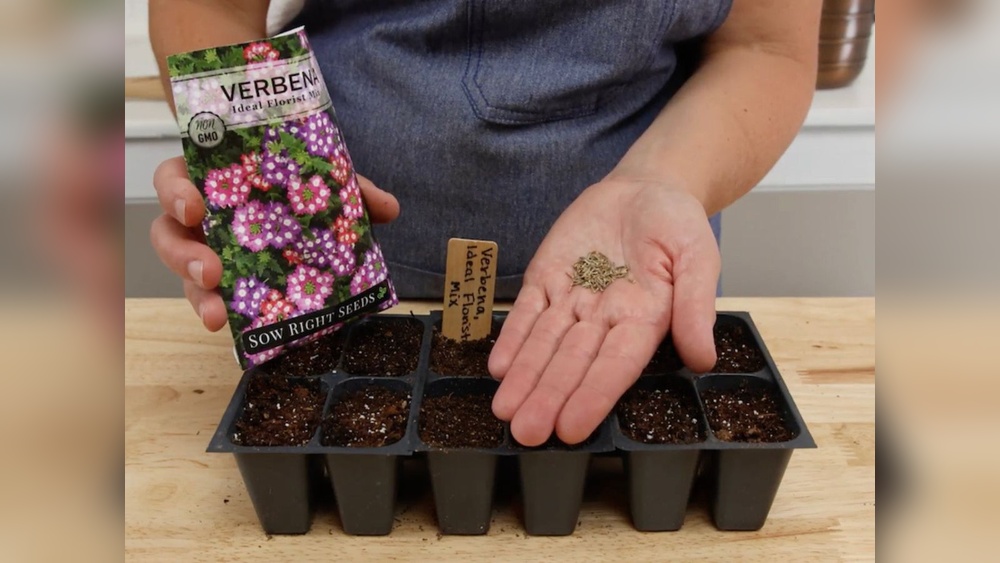 How to Plant Verbena Seeds