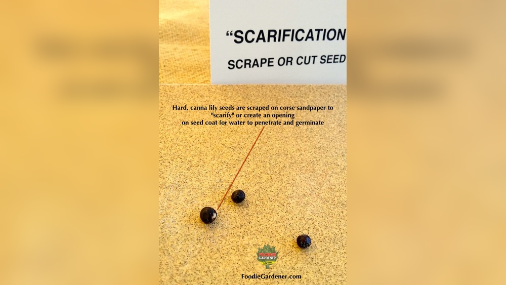 How to Scarify Canna Seeds