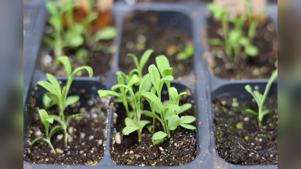 how to sow dianthus seeds