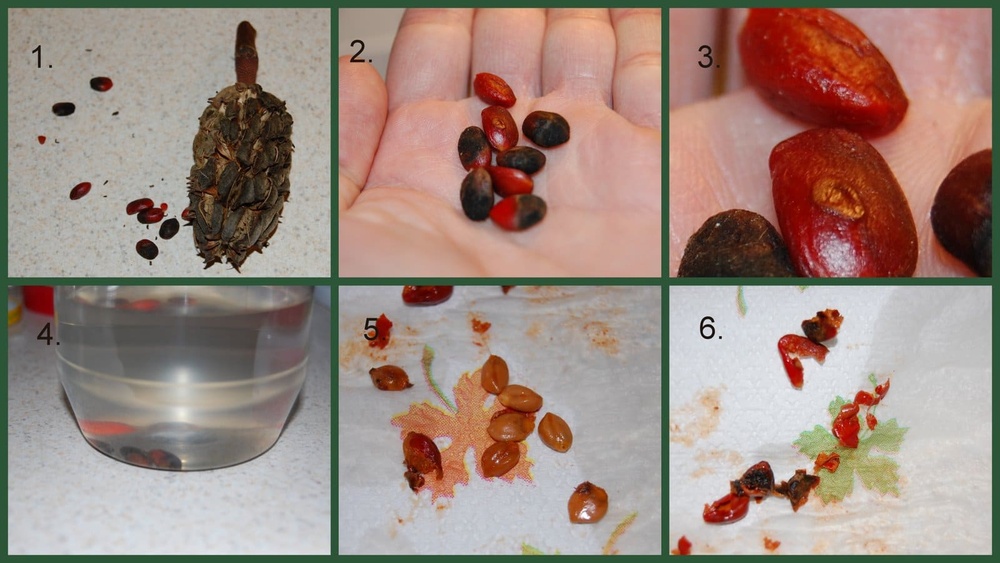 how to sprout magnolia seeds