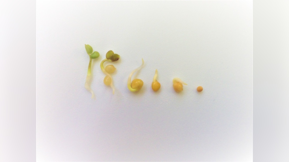 how to sprout mustard seeds