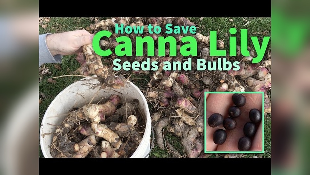 How to Store Canna Seeds