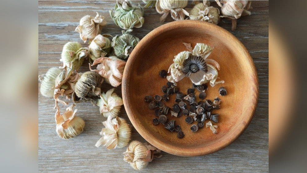How to Store Hollyhock Seeds