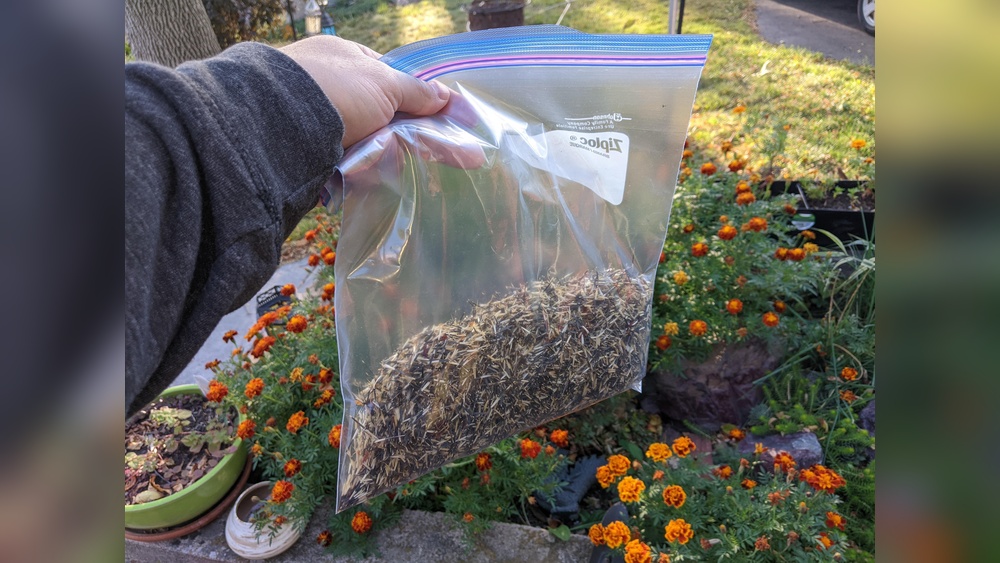How to Store Marigold Seeds